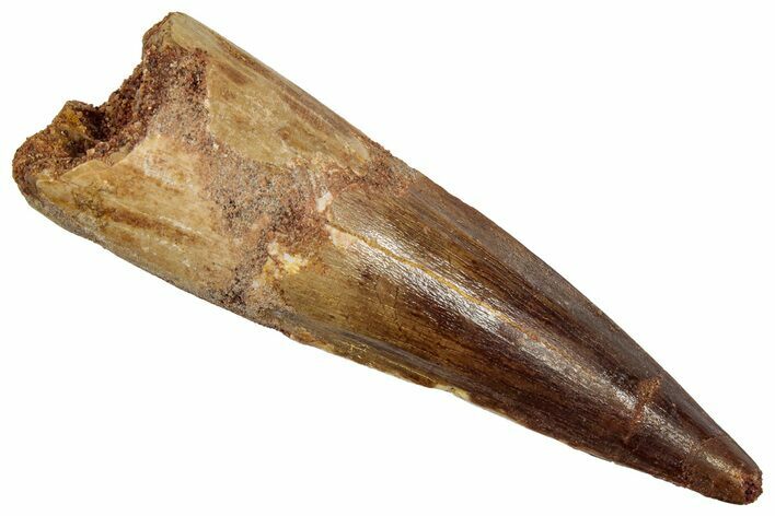 Fossil Spinosaurus Tooth - Real Dinosaur Tooth #345427